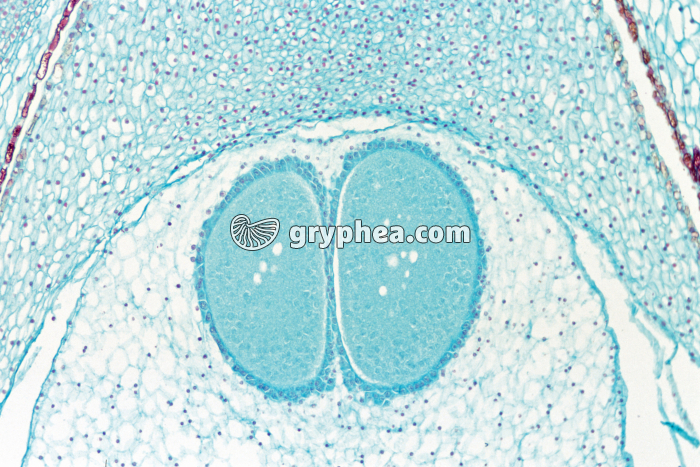 Pin - Ovule de Pin CL x15 - gryphea.com